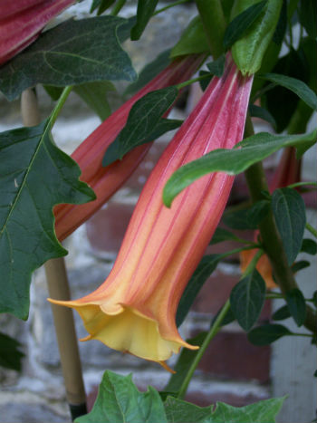 (image for) Brugmansia Datura Seed Germination & Growing Guide - Click Image to Close